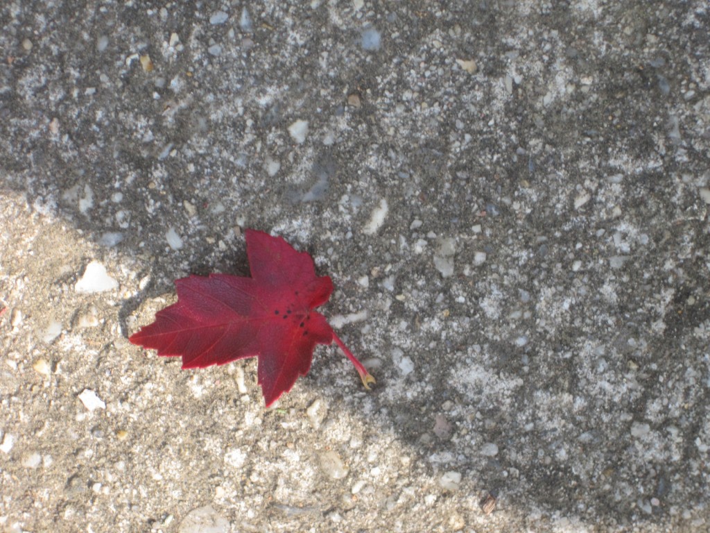 single red leaf on the pavement