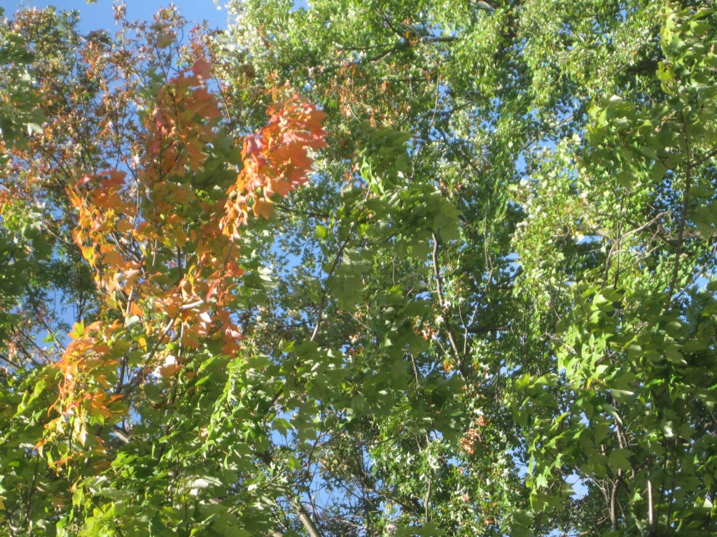orange leaves in green